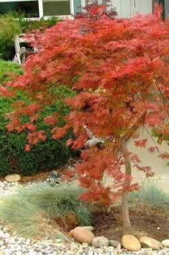 Orangeola Weeping Japanese Maple - 3 Gallon Pot (2-3') -Garden Wisp Sales Store Japanese Maple Orangeola 1