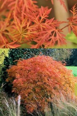 Orangeola Weeping Japanese Maple - 1 Gallon Pot -Garden Wisp Sales Store Japanese Maple Orangeola 3 1