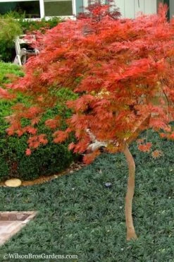 Orangeola Weeping Japanese Maple - 1 Gallon Pot (High Grafted Tree Form) -Garden Wisp Sales Store Japanese Maple Orangeola High Branch 1
