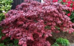 Oregon Sunset Japanese Maple - Acer Palmatum - 1 Gallon Pot -Garden Wisp Sales Store Japanese Maple Oregon Sunset 4 1