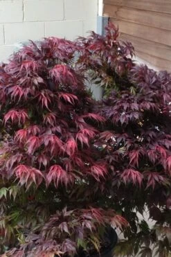 Oregon Sunset Japanese Maple (Acer Palmatum) - 2 Gallon Pot -Garden Wisp Sales Store Japanese Maple Oregon Sunset 5