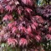 Oregon Sunset Japanese Maple (Acer Palmatum) - 2 Gallon Pot