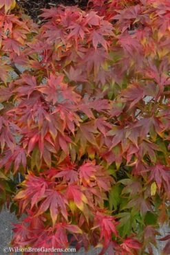 Oregon Sunset Japanese Maple - Acer Palmatum - 1 Gallon Pot -Garden Wisp Sales Store Japanese Maple Oregon Sunset 9 1