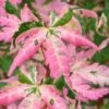Orido Nishiki Pink Variegated Japanese Maple - 5 Gallon Pot