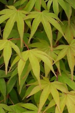 Osakazuki Japanese Maple - 5 Gallon Pot -Garden Wisp Sales Store Japanese Maple Osakazuki 5 2