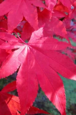 Osakazuki Japanese Maple - 3 Gallon Pot -Garden Wisp Sales Store Japanese Maple Osakazuki 6