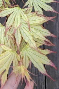 Peaches And Cream Japanese Maple - 1 Gallon Pot -Garden Wisp Sales Store Japanese Maple Peaches And Cream 1