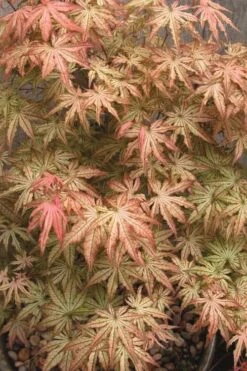 Peaches And Cream Japanese Maple - 1 Gallon Pot -Garden Wisp Sales Store Japanese Maple Peaches And Cream 8