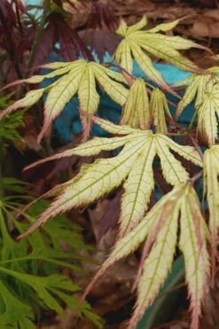 Peaches And Cream Japanese Maple - 1 Gallon Pot -Garden Wisp Sales Store Japanese Maple Peaches And Cream 9