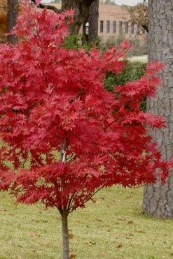 Pixie Dwarf Red Japanese Maple - 3 Gallon Pot 11 Pixie Dwarf Red Japanese Maple - 3 Gallon Pot -Garden Wisp Sales Store Japanese Maple Pixie Dwarf 10