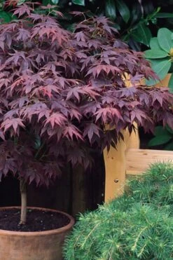 Pixie Dwarf Red Japanese Maple - 3 Gallon Pot 10 Pixie Dwarf Red Japanese Maple - 3 Gallon Pot -Garden Wisp Sales Store Japanese Maple Pixie Dwarf 6