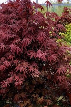Pixie Dwarf Red Japanese Maple - 3 Gallon Pot 9 Pixie Dwarf Red Japanese Maple - 3 Gallon Pot -Garden Wisp Sales Store Japanese Maple Pixie Dwarf 9