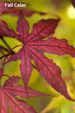 Purple Ghost Japanese Maple - 3 Gallon Pot -Garden Wisp Sales Store Japanese Maple Purple Ghost 3
