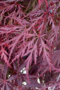 Red Dragon Dwarf Japanese Maple - 5 Gallon Pot -Garden Wisp Sales Store Japanese Maple Red Dragon 11