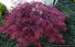 Red Dragon Dwarf Japanese Maple - 3 Gallon Pot -Garden Wisp Sales Store Japanese Maple Red Dragon 21 1