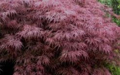 Red Dragon Dwarf Japanese Maple - 5 Gallon Pot -Garden Wisp Sales Store Japanese Maple Red Dragon 3