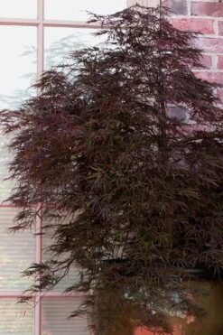 Red Select Laceleaf Japanese Maple - 1 Gallon Pot -Garden Wisp Sales Store Japanese Maple Red Select 2