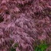 Red Select Laceleaf Japanese Maple - 1 Gallon Pot