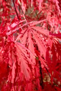 Red Select Laceleaf Japanese Maple - 1 Gallon Pot -Garden Wisp Sales Store Japanese Maple Red Select 4