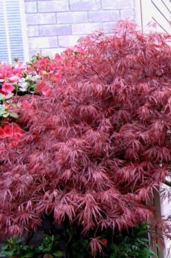Red Select Laceleaf Japanese Maple - 1 Gallon Pot -Garden Wisp Sales Store Japanese Maple Red Select 5