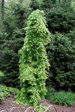 Ryusen Weeping Japanese Maple - 5 Gallon Pot -Garden Wisp Sales Store Japanese Maple Ryusen 1 1