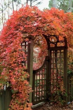 Ryusen Weeping Japanese Maple - 5 Gallon Pot -Garden Wisp Sales Store Japanese Maple Ryusen 2 1