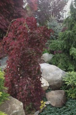 Ryusen Weeping Japanese Maple - 3 Gallon Pot 12 Ryusen Weeping Japanese Maple - 3 Gallon Pot -Garden Wisp Sales Store Japanese Maple Ryusen 5