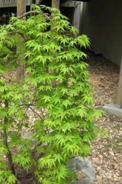 Ryusen Weeping Japanese Maple - 5 Gallon Pot -Garden Wisp Sales Store Japanese Maple Ryusen 6 1