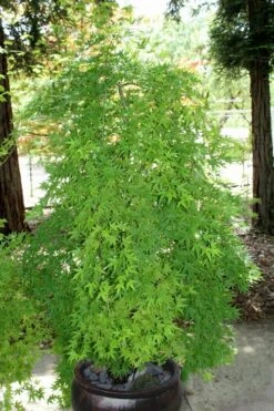 Ryusen Weeping Japanese Maple - 5 Gallon Pot -Garden Wisp Sales Store Japanese Maple Ryusen 8 1