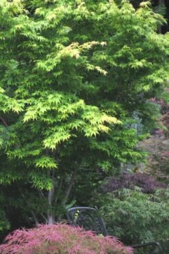 Sango Kaku Coral Bark Japanese Maple - 5 Gallon Pot -Garden Wisp Sales Store Japanese Maple Sango Kaku 30 1