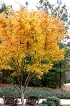 Sango Kaku Coral Bark Japanese Maple - 3 Gallon Pot (7-8') -Garden Wisp Sales Store Japanese Maple Sango Kaku 31 2