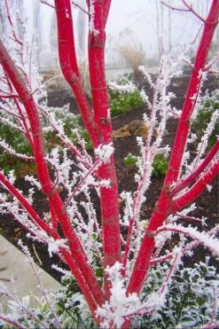 Sango Kaku Coral Bark Japanese Maple - 3 Gallon Pot (7-8') -Garden Wisp Sales Store Japanese Maple Sango Kaku Coral Bark 500x750 3