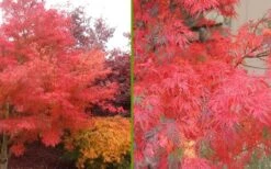 Seiryu Japanese Maple - 3 Gallon Pot -Garden Wisp Sales Store Japanese Maple Seiryu Fall Color