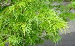 Seiryu Japanese Maple - 3 Gallon Pot -Garden Wisp Sales Store Japanese Maple Seiryu Spring Color