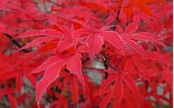Shirazz Japanese Maple - 2 Gallon Pot 13 Shirazz Japanese Maple - 2 Gallon Pot -Garden Wisp Sales Store Japanese Maple Shirazz 10
