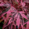 Shirazz Japanese Maple - 1 Gallon Pot