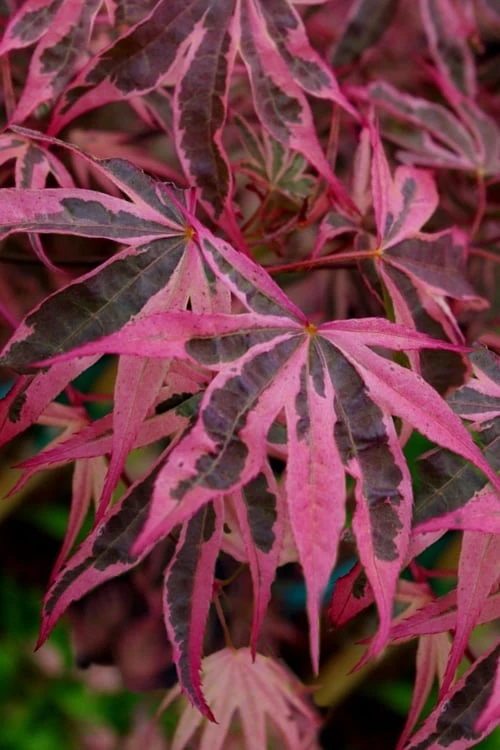Shirazz Japanese Maple - 2 Gallon Pot 1 Shirazz Japanese Maple - 2 Gallon Pot