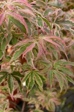 Shirazz Japanese Maple - 5 Gallon Pot (4-5') -Garden Wisp Sales Store Japanese Maple Shirazz 13 3