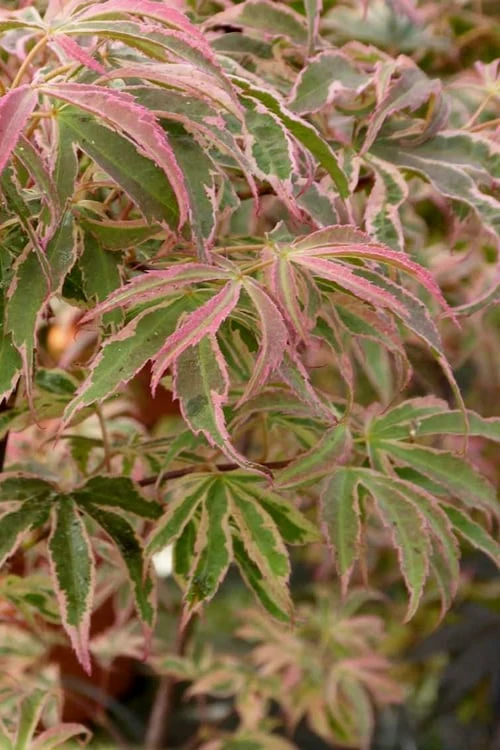 Shirazz Japanese Maple - 2 Gallon Pot 6 Shirazz Japanese Maple - 2 Gallon Pot - Image 6
