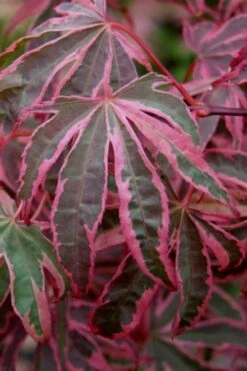 Shirazz Japanese Maple - 1 Gallon Pot -Garden Wisp Sales Store Japanese Maple Shirazz 6 2