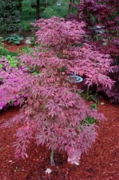 Shirazz Japanese Maple - 5 Gallon Pot (4-5') -Garden Wisp Sales Store Japanese Maple Shirazz 7 3