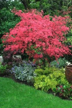 Shishio Improved Upright Japanese Maple - 2 Gallon Pot -Garden Wisp Sales Store Japanese Maple Shishio Improved 2