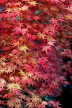 Shishio Improved Upright Japanese Maple - 2 Gallon Pot -Garden Wisp Sales Store Japanese Maple Shishio Improved Fall Color