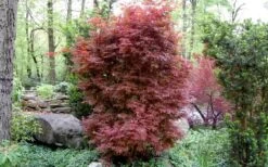 Skeeter's Broom Japanese Maple - 3 Gallon Pot -Garden Wisp Sales Store Japanese Maple Skeeters Broom