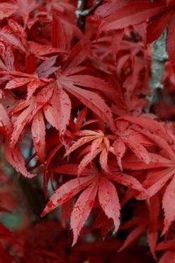 Skeeter's Broom Japanese Maple - 3 Gallon Pot -Garden Wisp Sales Store Japanese Maple Skeeters Broom 6