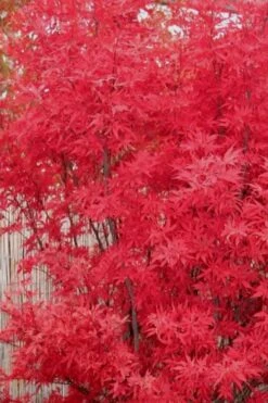 Skeeter's Broom Japanese Maple - 3 Gallon Pot -Garden Wisp Sales Store Japanese Maple Skeeters Broom 7