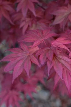 Skeeter's Broom Japanese Maple - 2 Gallon Pot -Garden Wisp Sales Store Japanese Maple Skeeters Broom 8 1