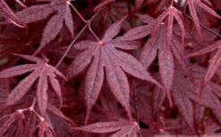 Bloodgood Red Leaf Japanese Maple - 2 Gallon Pot -Garden Wisp Sales Store Japanese Maple Spring Foliage