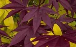 Bloodgood Red Leaf Japanese Maple - 2 Gallon Pot -Garden Wisp Sales Store Japanese Maple Summer Color