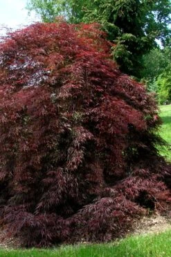 Tamukeyama Dwarf Red Japanese Maple - 5 Gallon Pot -Garden Wisp Sales Store Japanese Maple Tamukeyama 10